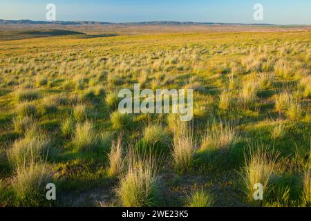 Grünland, Hanford Reach National Monument, Washington Stockfoto