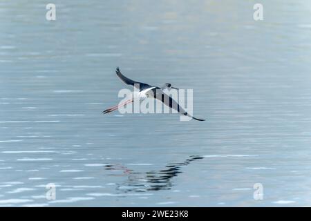 Schwarzflügelstelze (Himantopus himantopus) im Flug über dem Wasser in Taiwan Stockfoto