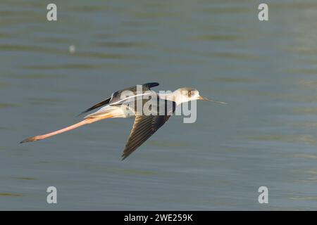 Schwarzflügelstelze (Himantopus himantopus) im Flug über dem Wasser in Taiwan Stockfoto