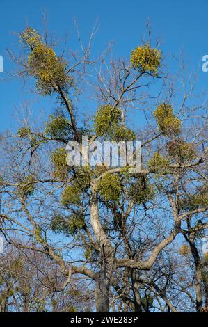 Grüne Blätter von Mistel oder Europäischer Mistel (Viscum Album), die im Winter auf einem Baum wachsen. Stockfoto