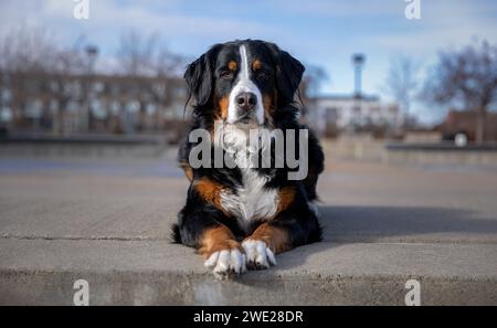 Berner Gebirgshund im Park. Porträt eines Berner Gebirgshundes. Stockfoto