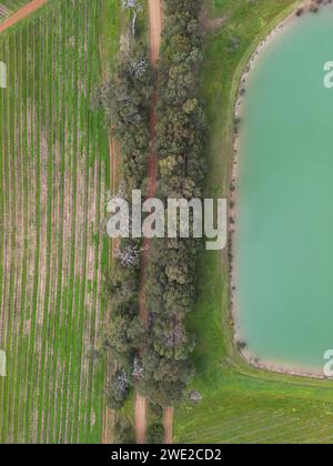 Drohnenaufnahme eines Weinbergs neben einem grünen See, Margaret River, Western Australia Stockfoto