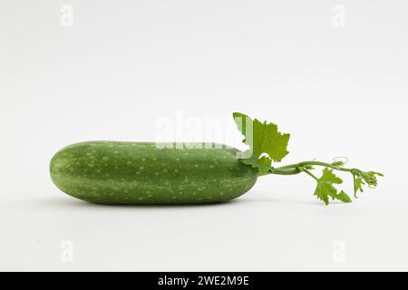 Eine frische Wintermelone, bekannt als Aschenkürbis, Weißkürbis oder Wachskürbis, mit ihren grünen Blättern und Spitzen auf weißem Hintergrund. Wintermelone ist eins Stockfoto