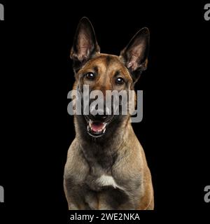 Porträt eines Malinois Schäferhunds, der vor einem isolierten schwarzen Hintergrund sitzt Stockfoto