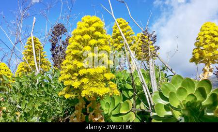 Blüte der Pflanze „Aeonium undulatum“ auf der Insel La Palma (Kanarischen Inseln, Spanien) Stockfoto