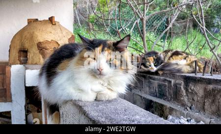 Katzen, die auf einer Steinmauer sitzen Stockfoto