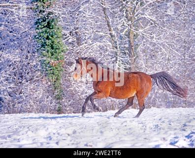 Holsteinstute im Winter, galoppiert über das schneebedeckte Fahrerlager. Süddeutschland Stockfoto