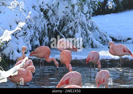 Eine Schar Flamingos, die anmutig in einem Teich waten Stockfoto