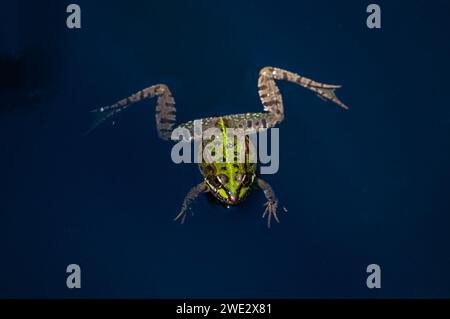 sumpffrosch, Pelophylax ridibundus, in einem Teich, Aiguamolls Empordà, Katalonien, Spanien Stockfoto