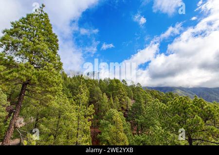 Die endemische kanarische Kiefer im Vulkangebiet der Caldera de Taburiente auf der Insel La Palma (Kanarische Inseln, Spanien) Stockfoto