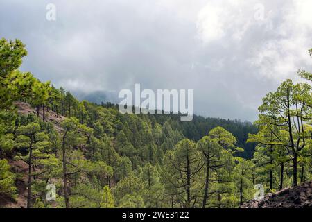 Die endemische kanarische Kiefer im Vulkangebiet der Caldera de Taburiente auf der Insel La Palma (Kanarische Inseln, Spanien) Stockfoto