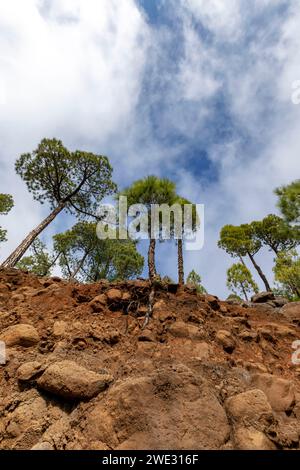 Die endemische kanarische Kiefer im Vulkangebiet der Caldera de Taburiente auf der Insel La Palma (Kanarische Inseln, Spanien) Stockfoto