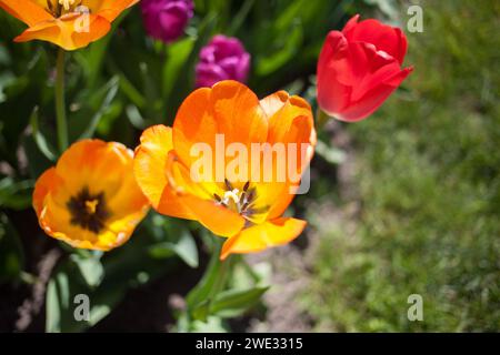 Nahaufnahme einer einzelnen, orangefarbenen Tulpe, mit anderen verschwommenen Tulpen im Garten Stockfoto