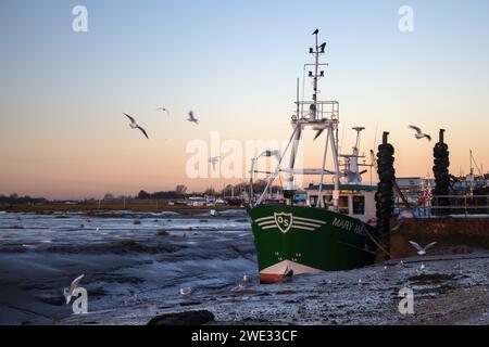 Fischerboote umgeben von Möwen in Old Leigh, Leigh-on-Sea, nahe Southend-on-Sea, Essex, England, Vereinigtes Königreich Stockfoto