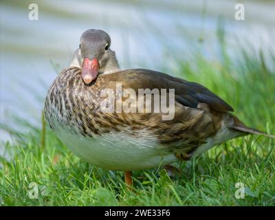 Eine weibliche Mandarin-Ente, die an einem sonnigen Sommertag auf einer grünen Wiese in der Nähe eines Teichs steht Stockfoto