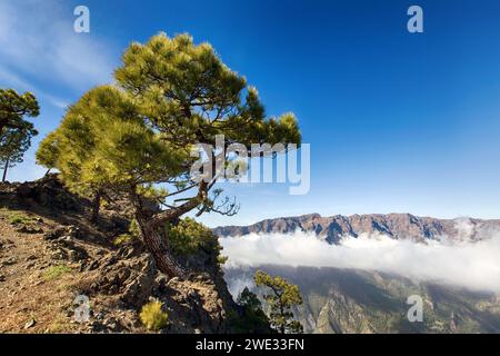 Pico Bejenado als südliche Grenze der Caldera de Taburiente auf der Insel La Palma (Kanarische Inseln, Spanien) Stockfoto