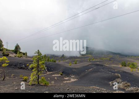 Die endemische kanarische Kiefer im Vulkangebiet der Caldera de Taburiente auf der Insel La Palma (Kanarische Inseln, Spanien) Stockfoto