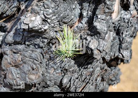 Nach einem Waldbrand wächst eine neue Kiefer auf einem Baumstamm (La Palma, Kanarische Inseln, Spanien) Stockfoto
