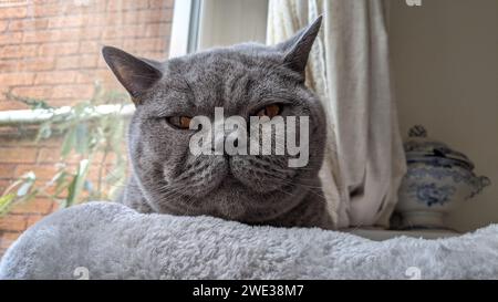 Britisches blaues Katzengesicht Stockfoto