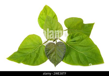Paulownia tomentosa Zweig isoliert auf weißem Hintergrund Stockfoto
