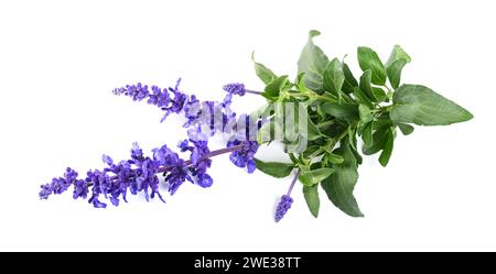 Salvia farinacea mit Blumen auf weißem Hintergrund Stockfoto