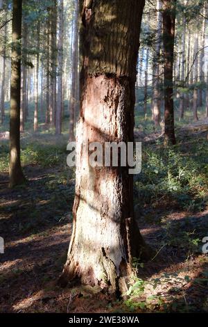 Britisches Waldland im Winter - Dowdeswell Woods, Cheltenham, Gloucestershire Stockfoto