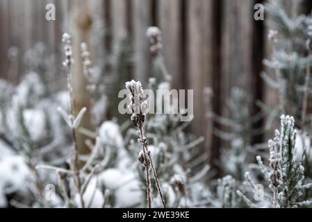 Trockener Lavendel bei starkem Winterfrost Stockfoto