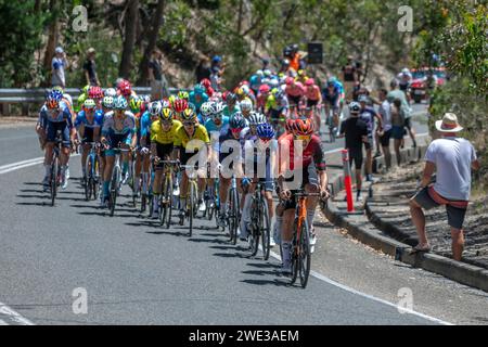 Ein Fahrer aus Ineos Grenadiers führt das Feld auf der Mount Lofty Summit Road in der letzten Runde der 6. Etappe der Tour Down Under in Südaustralien. Stockfoto