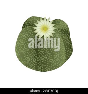 Sukkulentes astrophytum, exotische tropische Pflanze. Eine Wüstenblume, die zu Hause angebaut werden kann, um das Innere zu schmücken. Vektorabbildung Stock Vektor