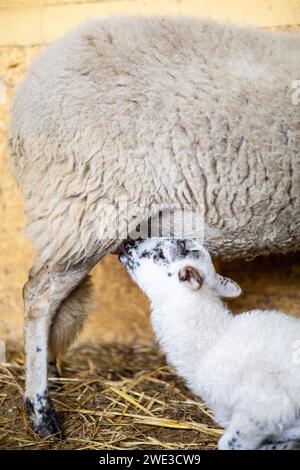 Lammbabys säugen von ihrer Schafmutter auf einer ländlichen Bio-Farm. Tierpflege und Tierschutz im Freien. Stockfoto