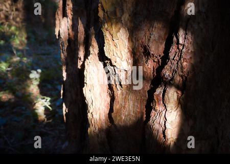 Britisches Waldland im Winter - Dowdeswell Woods, Cheltenham, Gloucestershire Stockfoto