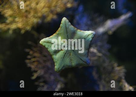 Patiriella regularis wunderschönes Schwimmen im Aquarium. Stockfoto