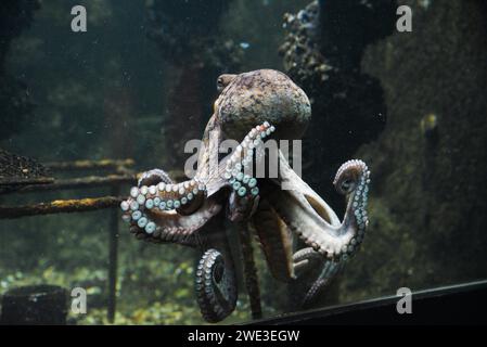 Wunderschöne Tintenfische, die im Aquarium schwimmen. Stockfoto