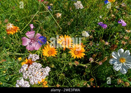 Blumen, Blüten, Detail, Deutschland, Europa, Niedersachsen, Pflanzen, Schlüsselburg, Stolzenauer Straße, Wiesen, Wildblumenwiese *** Lokale Bildunterschrift * Stockfoto