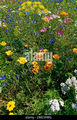 Blumen, Blüten, Detail, Deutschland, Europa, Niedersachsen, Pflanzen, Schlüsselburg, Stolzenauer Straße, Wiesen, Wildblumenwiese *** Lokale Bildunterschrift * Stockfoto