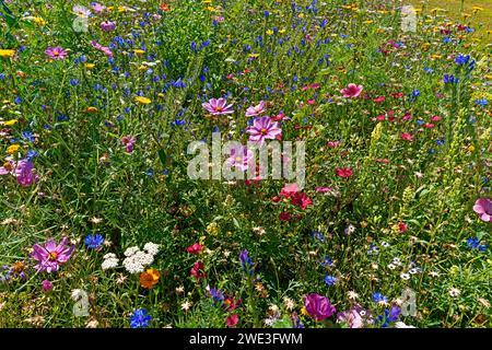 Blumen, Blüten, Detail, Deutschland, Europa, Niedersachsen, Pflanzen, Schlüsselburg, Stolzenauer Straße, Wiesen, Wildblumenwiese *** Lokale Bildunterschrift * Stockfoto