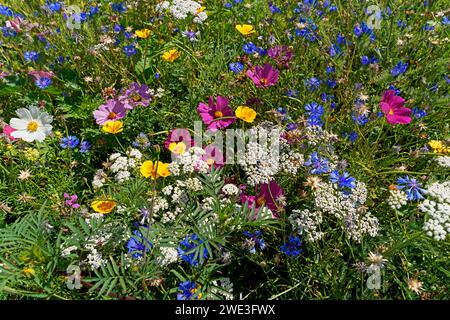 Blumen, Blüten, Detail, Deutschland, Europa, Niedersachsen, Pflanzen, Schlüsselburg, Stolzenauer Straße, Wiesen, Wildblumenwiese *** Lokale Bildunterschrift * Stockfoto