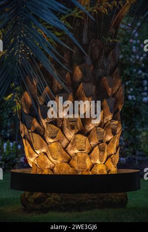 Palme (Butia odorata), beleuchtet durch ein kreisförmiges Beleuchtungssystem, das um den Stamm herum angebracht ist. Palme beleuchtet nachts in einem Garten. Stockfoto