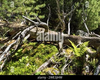 Gott Tamangur im Val S-charl in der Gem. S-charl am 07.07.2023. Stockfoto