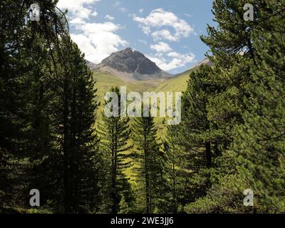 Gott Tamangur im Val S-charl in der Gem. S-charl am 07.07.2023. Stockfoto