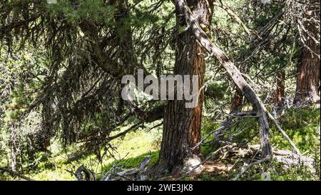 Gott Tamangur im Val S-charl in der Gem. S-charl am 07.07.2023. Stockfoto