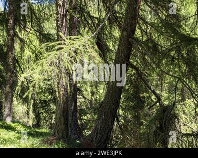 Im Val Trupchun Gemeinde S-chanf am 09.07.2023. Stockfoto