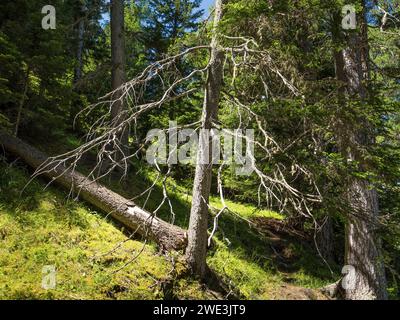 Im Val Trupchun Gemeinde S-chanf am 09.07.2023. Stockfoto