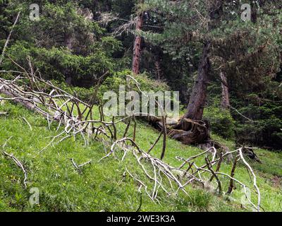 Im Val Trupchun Gemeinde S-chanf am 05.07.2023. Stockfoto