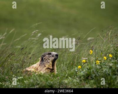 Im Val Trupchun Gemeinde S-chanf am 05.07.2023. Stockfoto