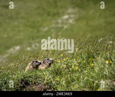 Im Val Trupchun Gemeinde S-chanf am 05.07.2023. Stockfoto