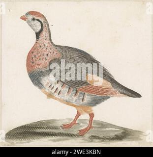 Veldhoen, Anonym, 1688 - 1698 Print Niederlande Papiergravur Walker and Runner Birds: partridge Stockfoto