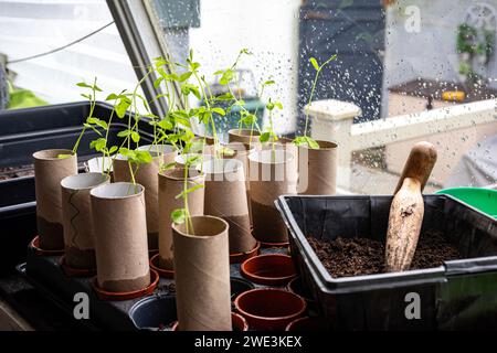 Neue Samen in den Topfschuppen Pflanzen. Shaun Fellows / Alamy Stockfoto