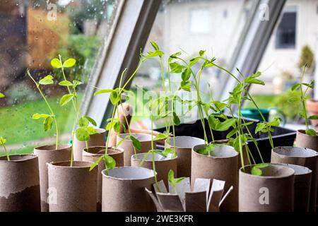 Neue Samen in den Topfschuppen Pflanzen. Shaun Fellows / Alamy Stockfoto