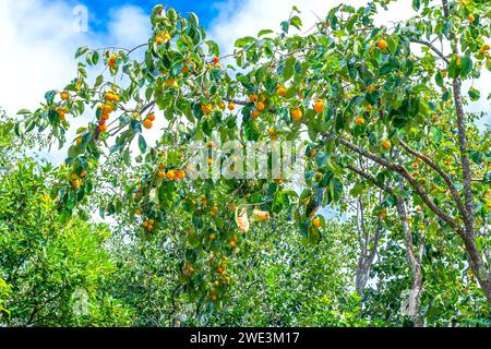 Der Bio-Persimmon-Baum wird im Garten oder entlang des Weges zur Obsternte gepflanzt. Es sind süße, nahrhafte Früchte, die für den Menschen gut sind Stockfoto